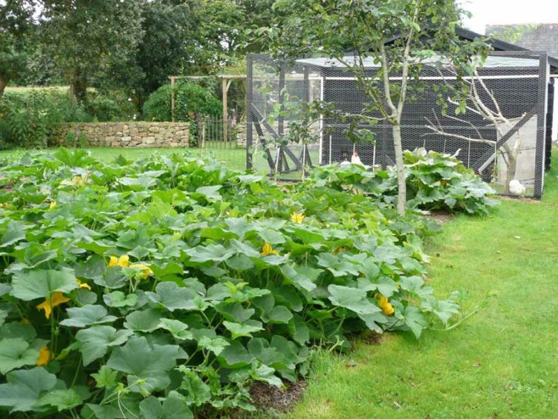 Jardin et poulailler - Maison d'hôtes Ti Ar Yer - Milizac, Finistère